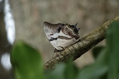 Polyura schreiber