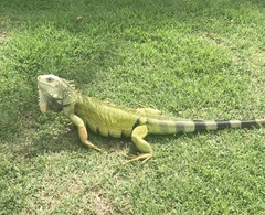 Iguana iguana