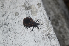 Triatoma mazzottii