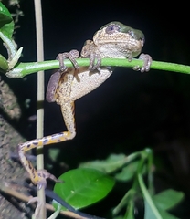 Pithecopus palliatus