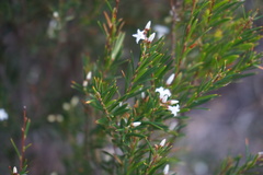 Acrothamnus melaleucoides