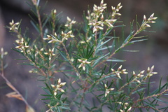 Acrothamnus melaleucoides