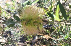Melaleuca flavovirens