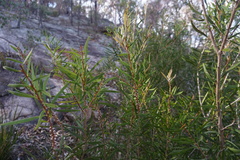 Melaleuca flavovirens