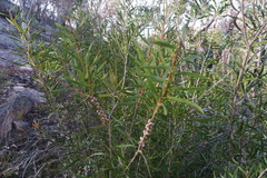 Melaleuca flavovirens