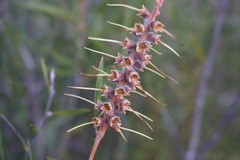 Melaleuca flavovirens