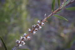 Melaleuca flavovirens