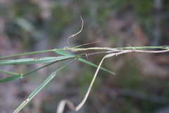Microlaena stipoides stipoides