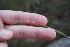 Microlaena stipoides stipoides