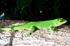 Phelsuma grandis