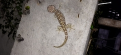 Gekko gecko
