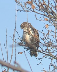 Buteo buteo