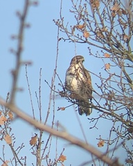 Buteo buteo
