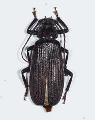 Aulacopus reticulatus