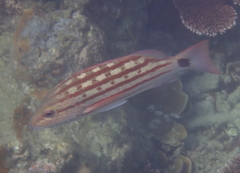 Lutjanus decussatus