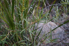 Notelaea linearis