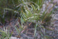 Notelaea linearis