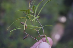 Notelaea linearis