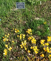 Crocus flavus