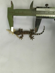 Gekko gecko