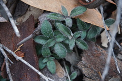 Opercularia hispida