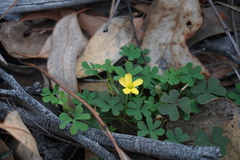 Oxalis radicosa