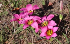 Romulea subfistulosa