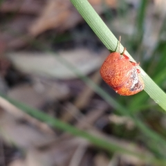 Solenotichus circuliferus