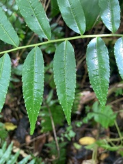 Zanthoxylum martinicense
