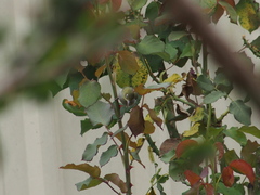 Zosterops lateralis chloronotus