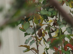 Zosterops lateralis chloronotus