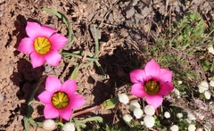 Romulea subfistulosa