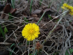 Tussilago farfara