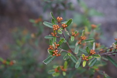 Phebalium graniticola