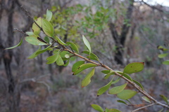 Persoonia cornifolia