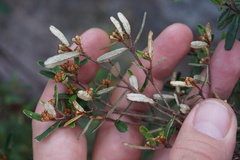 Phebalium graniticola