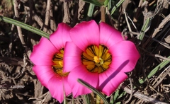 Romulea subfistulosa