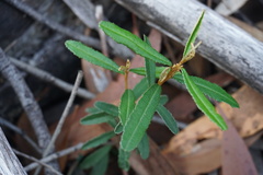 Phebalium graniticola