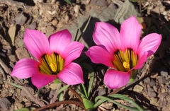 Romulea subfistulosa