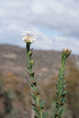 Pimelea linifolia collina