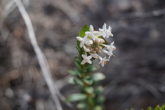 Pimelea linifolia collina