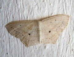 Scopula flaccidaria