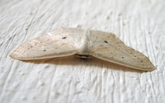 Scopula flaccidaria