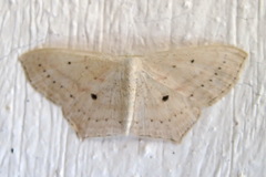 Scopula flaccidaria