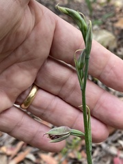 Calochilus gracillimus