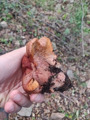 Lactarius zugazae