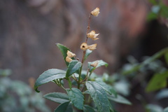 Prostanthera rupicola
