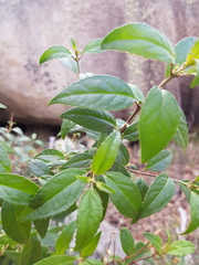 Prostanthera rupicola