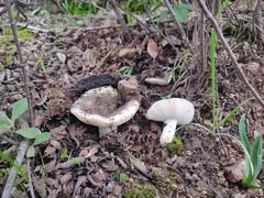 Russula monspeliensis