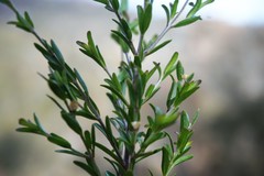 Prostanthera saxicola major
